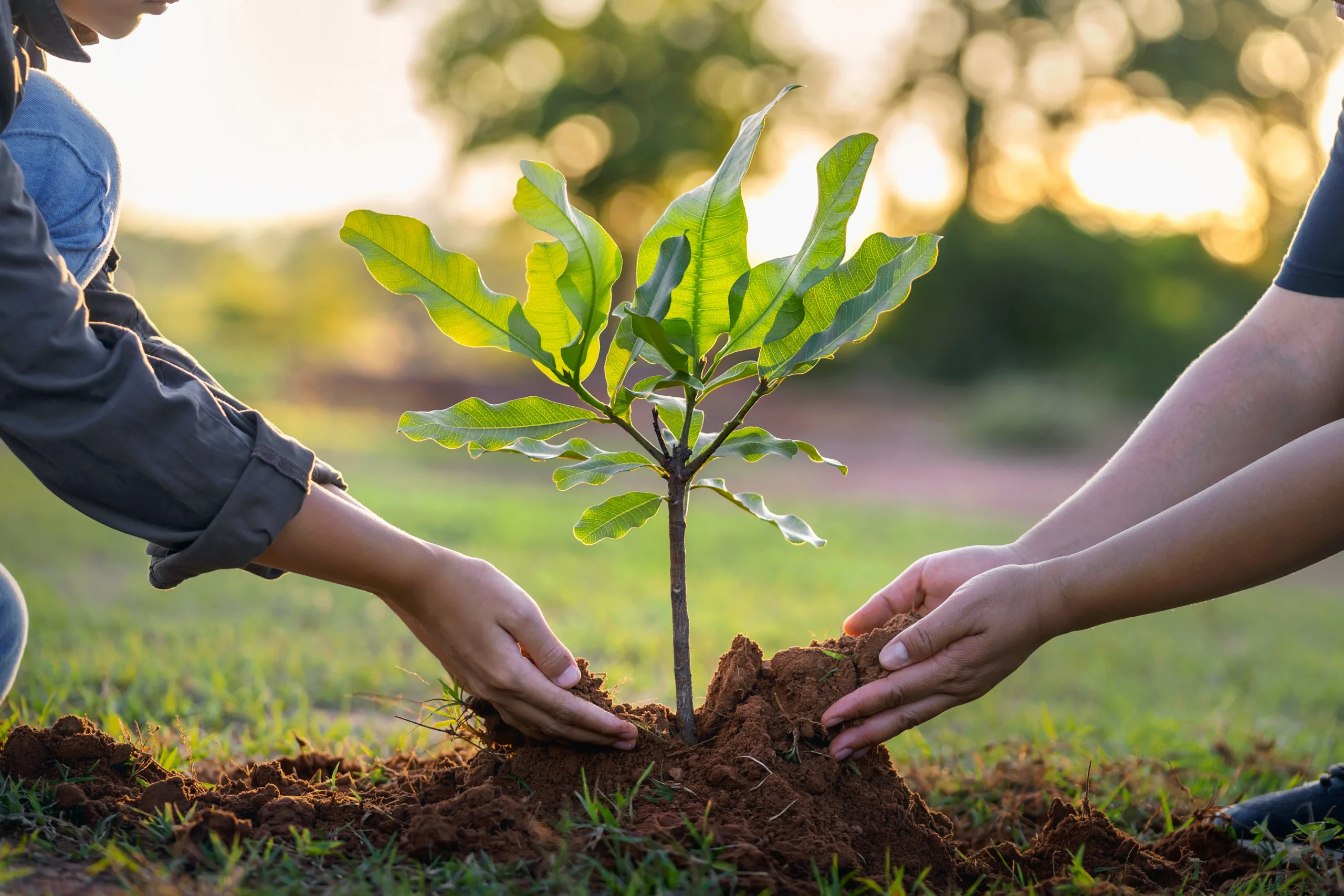 Tree Plantation